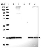 Anti-SUMO2 antibody produced in rabbit Prestige Antibodies® Powered by Atlas Antibodies, affinity isolated antibody, buffered aqueous glycerol solution