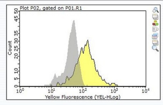 Anti-Fc&#949;RI Antibody, &#947; subunit Upstate&#174;, from rabbit