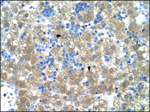 Anti-PEX3 antibody produced in rabbit IgG fraction of antiserum