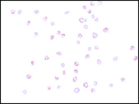 Anti-KPNA3 antibody produced in rabbit affinity isolated antibody, buffered aqueous solution