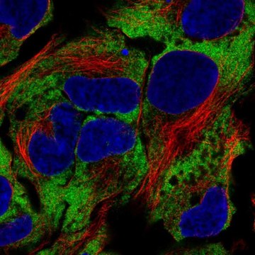 Anti-NACA antibody produced in rabbit Prestige Antibodies&#174; Powered by Atlas Antibodies, affinity isolated antibody