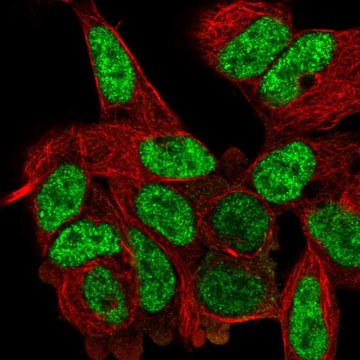 Anti-DVL2 antibody produced in rabbit Prestige Antibodies&#174; Powered by Atlas Antibodies, affinity isolated antibody