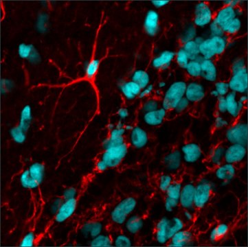 Anti-Mouse IgG (H+L), F(ab&#8242;)2 fragment, CF&#8482;594 antibody produced in goat ~2&#160;mg/mL, affinity isolated antibody, buffered aqueous solution