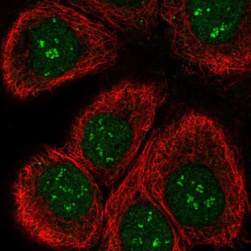 Anti-TAF1C antibody produced in rabbit Prestige Antibodies&#174; Powered by Atlas Antibodies, affinity isolated antibody