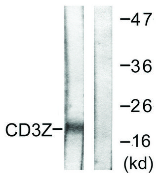 Anti-CD3 &#950; antibody produced in rabbit affinity isolated antibody