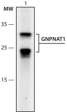 Anti-GNPNAT1 (73-86) antibody produced in rabbit IgG fraction of antiserum