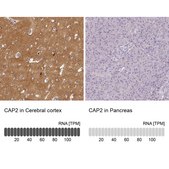 Anti-CAP2 antibody produced in rabbit Prestige Antibodies® Powered by Atlas Antibodies, affinity isolated antibody, buffered aqueous glycerol solution