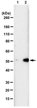 Anti-N3-Phosphohistidine (3-pHis) Antibody, clone SC39-6, ZooMAb&#174; Rabbit Monoclonal recombinant, expressed in HEK 293 cells