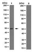 Anti-IDH1/2 Mutant (R132/172) Antibody, clone MsMab-1 clone MsMAb-1, from mouse