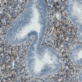 Monoclonal Anti-FBN1 antibody produced in mouse Prestige Antibodies® Powered by Atlas Antibodies, clone CL0226, purified immunoglobulin, buffered aqueous glycerol solution