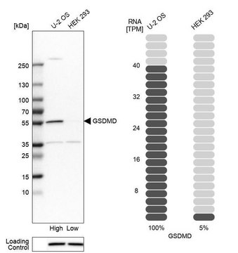 Anti-GSDMD antibody produced in rabbit Prestige Antibodies&#174; Powered by Atlas Antibodies, affinity isolated antibody, buffered aqueous glycerol solution