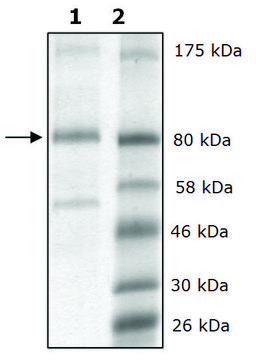 LOXL2 human recombinant, expressed in FreeStyle&#8482; 293-F cells, &#8805;86% (SDS-PAGE)