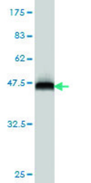 ANTI-FOSL2 antibody produced in mouse clone 4F5-1B10, purified immunoglobulin, buffered aqueous solution