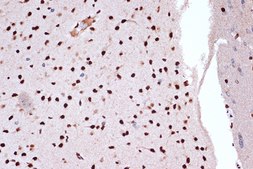 Anti-FUBP1 Antibody, clone 1G6X5, Rabbit Monoclonal