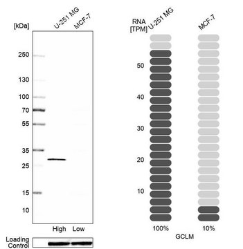 Anti-GCLM antibody produced in rabbit affinity isolated antibody, buffered aqueous glycerol solution