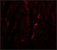 Anti-ATG13 antibody produced in rabbit affinity isolated antibody, buffered aqueous solution