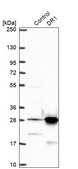 Anti-DR1 antibody produced in rabbit Prestige Antibodies® Powered by Atlas Antibodies, affinity isolated antibody, buffered aqueous glycerol solution
