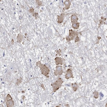 Anti-ECEL1 antibody produced in rabbit Prestige Antibodies&#174; Powered by Atlas Antibodies, affinity isolated antibody, buffered aqueous glycerol solution