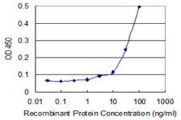 Monoclonal Anti-KLHL4, (N-terminal) antibody produced in mouse clone 4B6, purified immunoglobulin, buffered aqueous solution