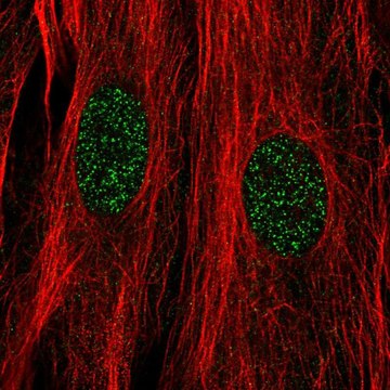 Anti-DPF3 antibody produced in rabbit Prestige Antibodies&#174; Powered by Atlas Antibodies, affinity isolated antibody