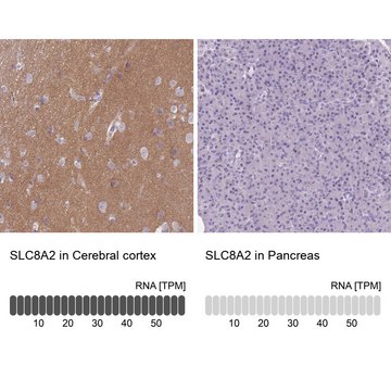 Anti-SLC8A2 antibody produced in rabbit Prestige Antibodies&#174; Powered by Atlas Antibodies, affinity isolated antibody, buffered aqueous glycerol solution