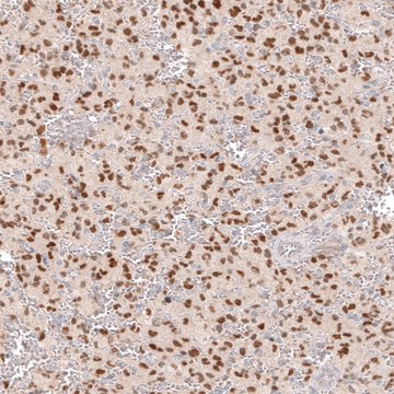 Monoclonal Anti-SOX6 antibody produced in mouse Prestige Antibodies&#174; Powered by Atlas Antibodies, clone CL5690, purified immunoglobulin, buffered aqueous glycerol solution