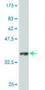 Monoclonal Anti-DLL4 antibody produced in mouse clone 2E2, purified immunoglobulin, buffered aqueous solution