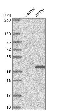 Anti-AKTIP antibody produced in rabbit Prestige Antibodies&#174; Powered by Atlas Antibodies, affinity isolated antibody, buffered aqueous glycerol solution