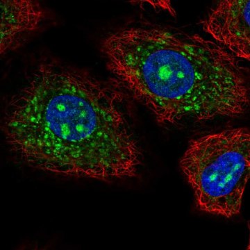 Anti-CEACAM19 antibody produced in rabbit Prestige Antibodies&#174; Powered by Atlas Antibodies, affinity isolated antibody