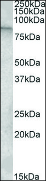 Anti-TRPC4AP antibody produced in goat affinity isolated antibody, buffered aqueous solution