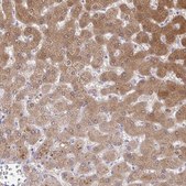 Anti-NNMT antibody produced in rabbit Prestige Antibodies® Powered by Atlas Antibodies, affinity isolated antibody, buffered aqueous glycerol solution