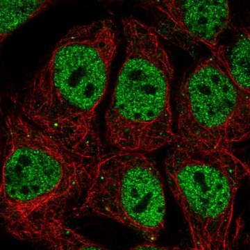 Anti-POU2F1 antibody produced in rabbit Prestige Antibodies&#174; Powered by Atlas Antibodies, affinity isolated antibody