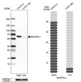 Anti-BAIAP2L1 antibody produced in rabbit Prestige Antibodies® Powered by Atlas Antibodies, affinity isolated antibody, buffered aqueous glycerol solution, Ab1