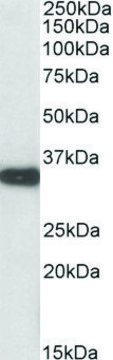 Anti-Aspa (C-terminal) antibody produced in goat affinity isolated antibody, buffered aqueous solution