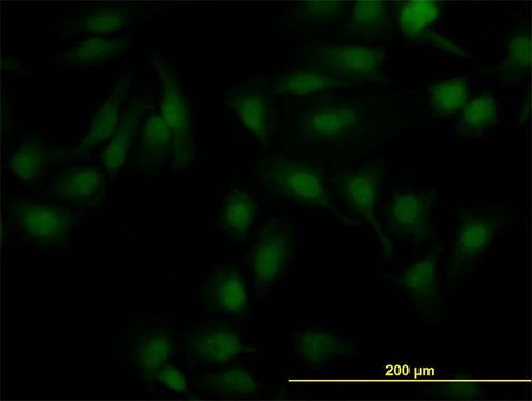 Monoclonal Anti-NR1H2 antibody produced in mouse clone 1E1, purified immunoglobulin, buffered aqueous solution