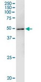 Monoclonal Anti-KIAA0261 antibody produced in mouse clone 2B3, purified immunoglobulin, buffered aqueous solution