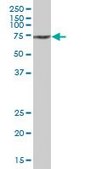 Anti-SAMHD1 antibody produced in mouse IgG fraction of antiserum, buffered aqueous solution