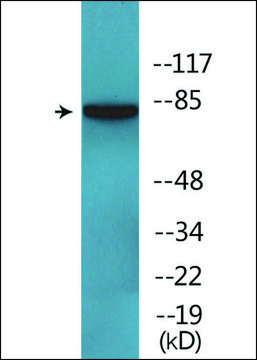 Anti-phospho-ERK3 (pSer189) antibody produced in rabbit affinity isolated antibody