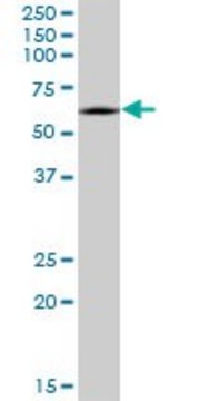 Monoclonal Anti-CRMP1 antibody produced in mouse clone 2B6, purified immunoglobulin, buffered aqueous solution