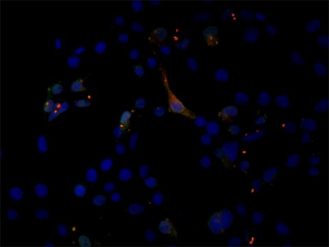 Anti-EIF2C1/Ago1 (N-terminal) antibody produced in rabbit ~1.0&#160;mg/mL, affinity isolated antibody, buffered aqueous solution