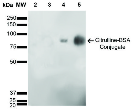 Monoclonal Anti-Citrulline-Biotin antibody produced in mouse clone 6C2.1