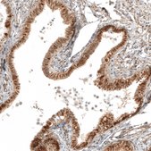 Anti-VGLL4 antibody produced in rabbit Prestige Antibodies® Powered by Atlas Antibodies, affinity isolated antibody, buffered aqueous glycerol solution