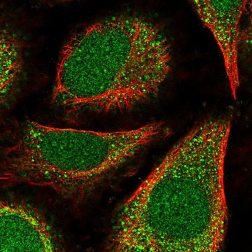 Anti-POLE4 antibody produced in rabbit Prestige Antibodies&#174; Powered by Atlas Antibodies, affinity isolated antibody