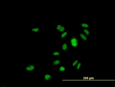 Anti-RP4-691N24.2 antibody produced in mouse purified immunoglobulin, buffered aqueous solution