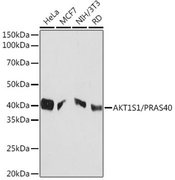 Anti-AKT1S1/PRAS40 Antibody, clone 2Y8Y3, Rabbit Monoclonal