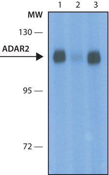 Anti-ADAR2 antibody, Mouse monoclonal clone ADAR2-15, purified from hybridoma cell culture