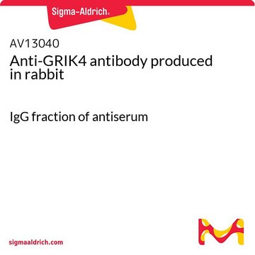 Anti-GRIK4 antibody produced in rabbit IgG fraction of antiserum