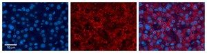 Anti-MST1 antibody produced in rabbit affinity isolated antibody