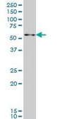 ANTI-ZNF207 antibody produced in mouse clone 5G6, purified immunoglobulin, buffered aqueous solution
