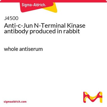 Anti-c-Jun N-Terminal Kinase antibody produced in rabbit whole antiserum